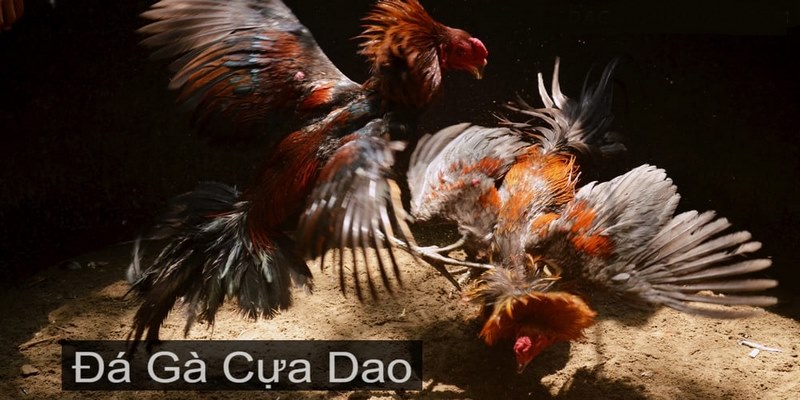 Đá gà cựa dao- thông tin giới thiệu