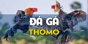 Đá gà Thomo- ava