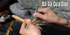 Đá gà cựa dao- ava